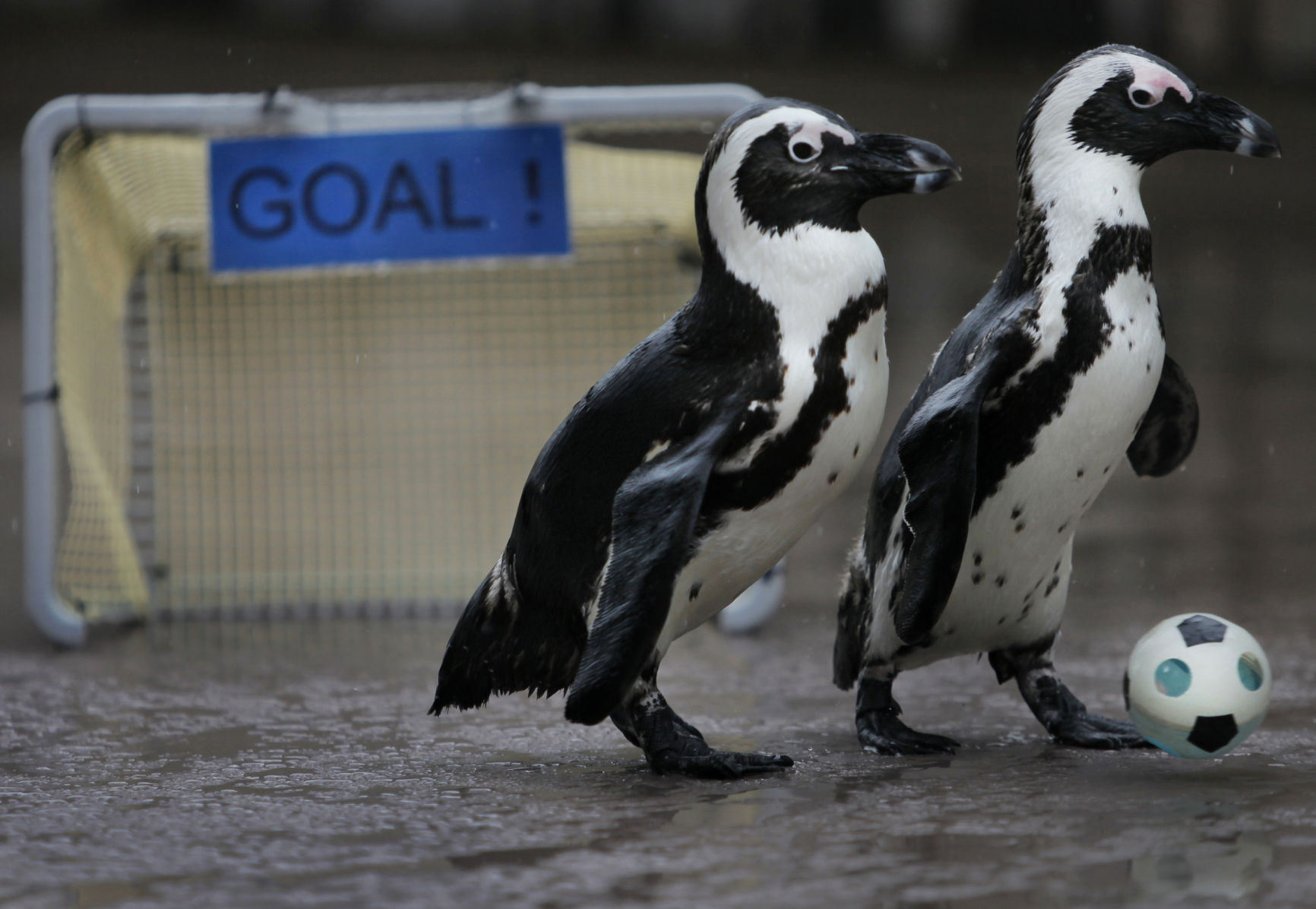 Japan penguins